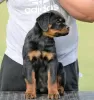 Photos supplémentaires: Chiots Rottweiler, portée supérieure