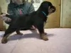 Photo №4. Je vais vendre rottweiler en ville de Новая Каховка. annonce privée - prix - 201€