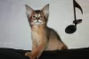 Photo №1. chausie - à vendre en ville de Stockholm | négocié | Annonce № 127322