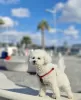 Photo №1. bichon à poil frisé - à vendre en ville de Munich | 900€ | Annonce №103845