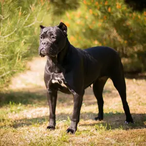 Photo №3. Chiot Cane Corso. Ukraine