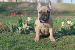 Photo №4. Je vais vendre bouledogue en ville de Miami. annonce privée - prix - 1618€