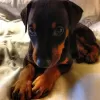 Photo №1. dobermann - à vendre en ville de Роттердам | 650€ | Annonce №79979