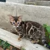 Photos supplémentaires: Superbe garçon bengal