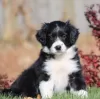 Photo №1. border collie - à vendre en ville de Grygov | négocié | Annonce №97871