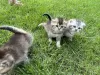 Photos supplémentaires: Chatons écossais - Scottish Fold et Scottish Straight