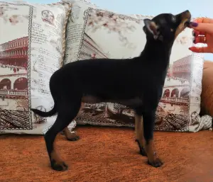 Photos supplémentaires: Chiots Russes terrier à un très bon prix