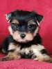 Photo №3. Chiots Yorkshire Terrier. Lituanie