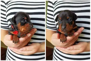 Photo №1. pinscher miniature - à vendre en ville de Kiev | 388€ | Annonce №4409