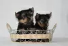 Photo №1. yorkshire terrier - à vendre en ville de Minsk | 450€ | Annonce №11271