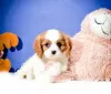 Photo №1. cavalier king charles spaniel - à vendre en ville de Fribourg | 300€ | Annonce №18767