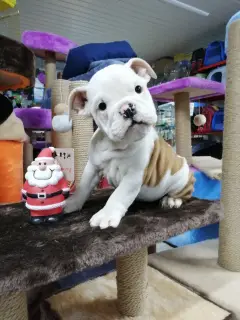 Photos supplémentaires: Des bébés bulldog anglais prêts à emménager dans une nouvelle maison