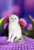 Photo №4. Je vais vendre scottish fold en ville de Kiev. éleveur - prix - 268€