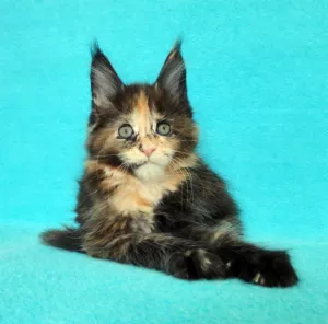 Photo №1. maine coon - à vendre en ville de Vladimir | 431€ | Annonce № 6264