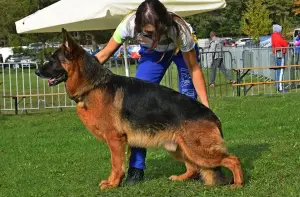 Photos supplémentaires: CHIOTS DE BERGERS ALLEMANDS