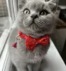 Photo №1. british shorthair - à vendre en ville de Houston | 284€ | Annonce № 102164