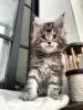 Photo №1. maine coon - à vendre en ville de Ellmau | 400€ | Annonce № 97905