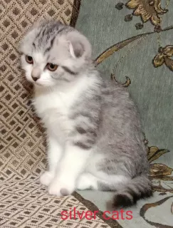 Photo №1. scottish fold - à vendre en ville de Tchernigov | 226€ | Annonce № 5920