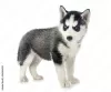 Photo №1. husky de sibérie - à vendre en ville de Melton | 319€ | Annonce №129415