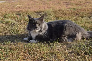 Photos supplémentaires: Chatons Maine Coon de parents d'élite