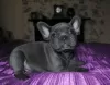 Photo №1. bouledogue - à vendre en ville de Frick | 250€ | Annonce №129301