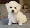 Photo №1. bichon à poil frisé - à vendre en ville de Melbourne | négocié | Annonce №42797