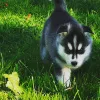 Photos supplémentaires: Chiot Husky sibérien