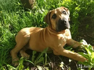 Photo №2 de l'annonce № 6882 de la vente boerboel - acheter à Fédération de Russie éleveur