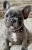 Photo №1. bouledogue - à vendre en ville de Cheb | 450€ | Annonce №123715