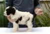 Photos supplémentaires: Lagotto Romagnolo, chiots mâles