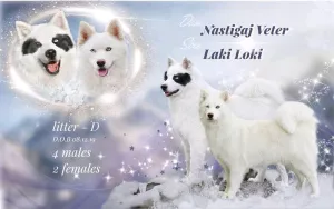 Photos supplémentaires: Chiot husky Yakut