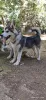 Photo №1. malamute de l'alaska - à vendre en ville de Simferopol | 109€ | Annonce №6968