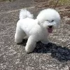 Photos supplémentaires: Adorables chiots Bichon Frise prêts à emménager dans une nouvelle maison