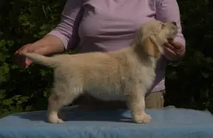 Photo №2 de l'annonce № 2962 de la vente golden retriever - acheter à Fédération de Russie de la fourrière