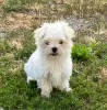 Photo №1. bichon maltais - à vendre en ville de Rylsk | Gratuit | Annonce №114993