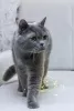 Photo №2 de l'annonce № 98340 de la vente british shorthair - acheter à Fédération de Russie annonce privée