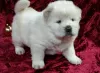 Photo №1. chow-chow - à vendre en ville de Ivancice | négocié | Annonce №96488