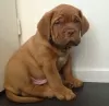 Photo №2 de l'annonce № 120657 de la vente dogue de bordeaux - acheter à La finlande annonce privée