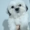 Photo №4. Je vais vendre shih tzu en ville de Стамбул. annonce privée - prix - négocié