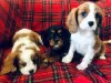 Photo №1. cavalier king charles spaniel - à vendre en ville de Eindhoven | 380€ | Annonce №46195