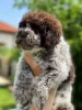 Photos supplémentaires: Chiots Lagotto Romagnolo