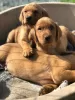 Photo №1. labrador retriever - à vendre en ville de Sacramento | 568€ | Annonce №37542