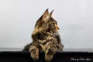 Photo №4. Je vais vendre maine coon en ville de Mourmansk. éleveur - prix - Négocié