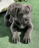 Photo №3. Chiots Cane Corso. USA