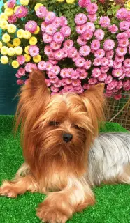 Photo №2 de l'annonce № 4469 de la vente yorkshire terrier - acheter à Fédération de Russie éleveur