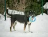 Photos supplémentaires: Margo le chien est une trouvaille entre de bonnes mains.