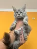 Photo №4. Je vais vendre maine coon en ville de Анталья. éleveur - prix - négocié