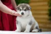 Photos supplémentaires: Chiots Malamute d'Alaska