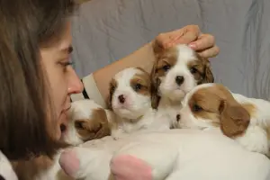 Photo №3. Cavalier King Charles Spaniel. Fédération de Russie