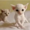 Photo №1. devon rex - à vendre en ville de Stockholm | négocié | Annonce № 97877